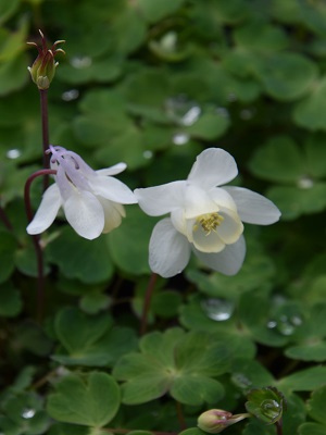 AQUILEGIA flabellata Cameo White